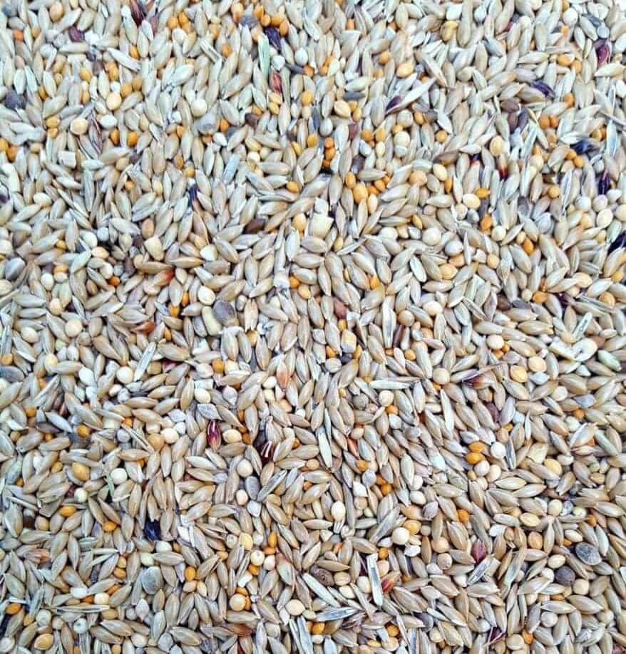 Planet Aviary- Mélange-élevage-gould6.jpg